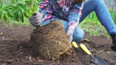 Kadın saksıda mandalina nakli yapıyor.