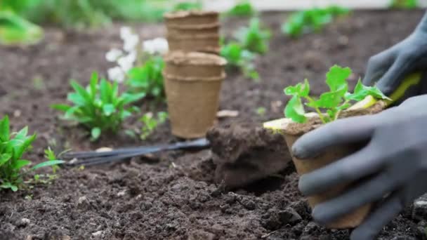 Jardinero manos recoger y plantar la planta vegetal en el jardín — Vídeo de stock
