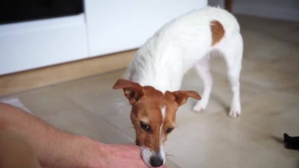 Mann spielt mit Hund auf dem Fußboden — Stockvideo