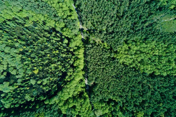 Green summer forest background, aerial view. Nature landscape