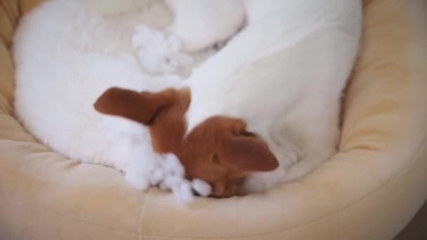 Chien déchire oreiller et enlever la laine de coton sur le sol. Dommages aux animaux — Video