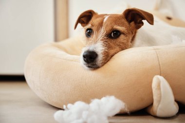 Köpek hasarı konsepti