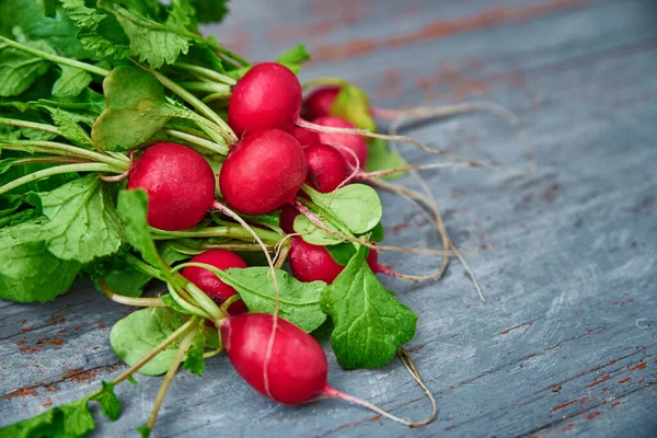 Świeże organiczne żniwa rzodkiewki na stole — Zdjęcie stockowe