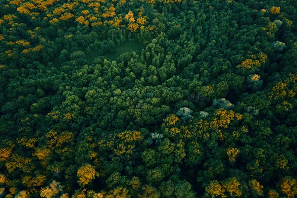 Vista aérea del bosque verde. Fondo de naturaleza — Foto de Stock