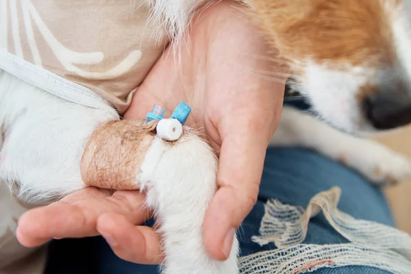 Dog with a bandaged catheter on his paw. Pet care — Stock Photo, Image
