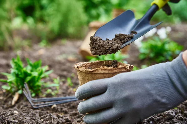 Gardener hands picking and planting vegetable plant in the garden