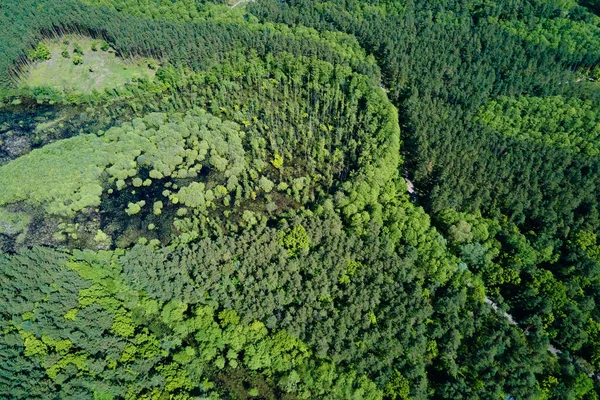 Zöld nyári erdő háttér, légi kilátás. Természet táj — Stock Fotó