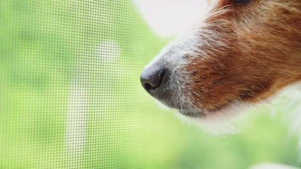 Närbild av hund mynning mot grön bakgrund — Stockvideo