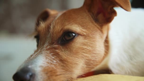 Chien fatigué s'allonge sur le lit, clignote des yeux et s'endort — Video