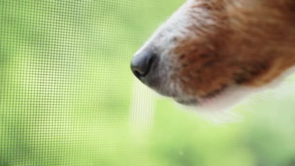 Primer plano del hocico de perro contra fondo verde — Vídeos de Stock