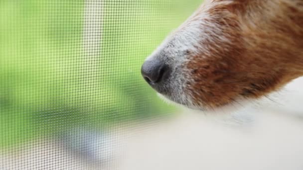 Zblízka psa čenich proti zelenému pozadí — Stock video