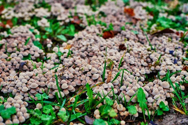 Små svampar i grönt gräs, närbild. Selektiv inriktning — Stockfoto