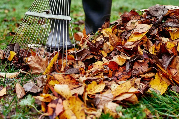 Женщина сгребает кучу осенних листьев в саду с грабли — стоковое фото
