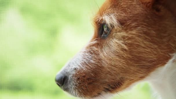 Грустная собака смотрит в окно, закрывается — стоковое видео