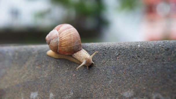 Caracol borgoñón deslizándose sobre el asfalto — Vídeos de Stock