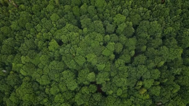 Grüne Sommer Wald Hintergrund, Luftaufnahme. Naturlandschaft — Stockvideo
