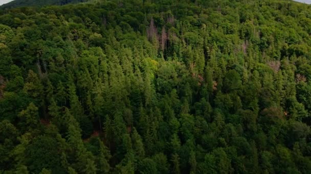 Flygfoto över berg med skog. Drönarvideo — Stockvideo