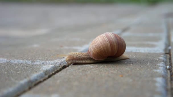 Caracol borgoñón deslizándose sobre el asfalto — Vídeos de Stock