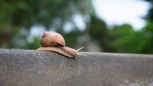 Caracol borgoñón deslizándose sobre el asfalto — Vídeos de Stock