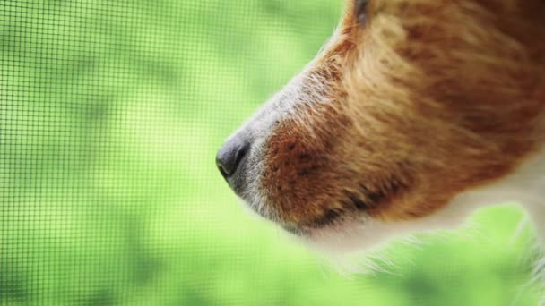 Tutup moncong anjing terhadap latar belakang hijau — Stok Video