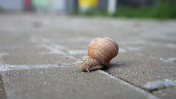 Escargot de Burgundi glissant sur l'asphalte — Video