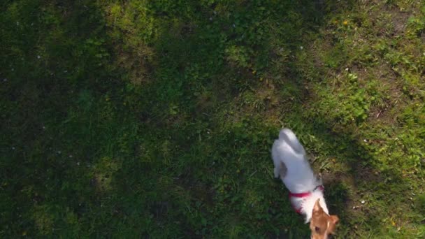 Kamerayı yakalamak için havlayan köpek koşuyor ve zıplıyor. Drone görünümü — Stok video