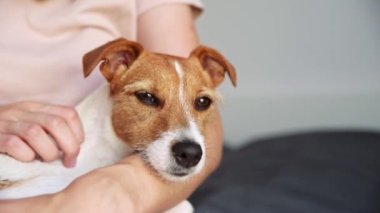 Köpek kadın eli üstünde uyur.