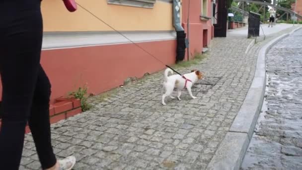 Şehirde bir kadın köpekle yürüyor. — Stok video