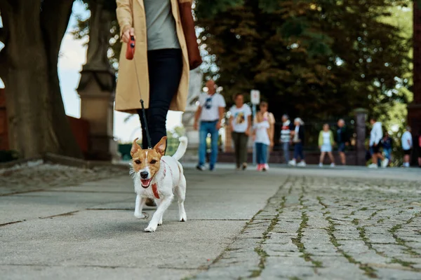 Frau geht mit Hund spazieren — Stockfoto