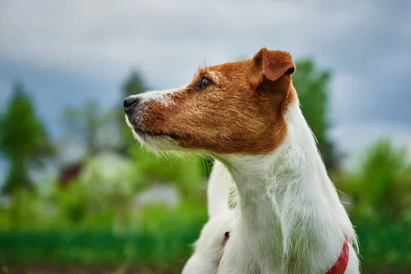 Retrato de cão perto de fundo de grama verde — Fotografia de Stock