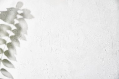 Beyaz arka planda yaprak gölgesi. Yaratıcı soyut arkaplan