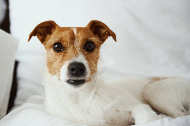 Köpek yatakta dinleniyor ve kameraya bakıyor.