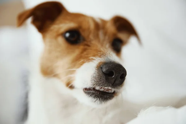 Hund vilar vid sängen — Stockfoto