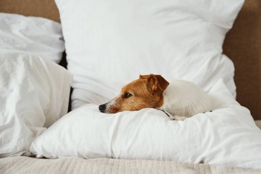 Köpek yatakta uyuyor ve dinleniyor..