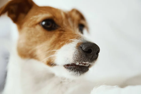 Собака отдыхает на кровати — стоковое фото