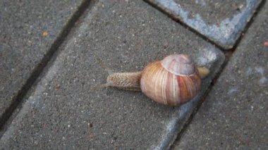 Burgundi salyangozu asfaltta süzülüyor.