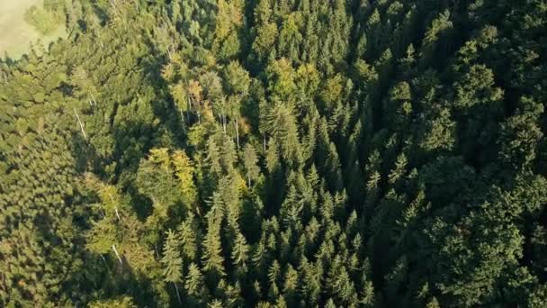 Grüner Kiefernwald, Luftaufnahme — Stockvideo