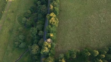 Araba çam ağacı ormanlarında, hava manzaralı yolda ilerliyor.