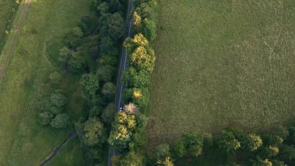 Voiture se déplaçant sur la route à travers la forêt de pins, vue aérienne — Video