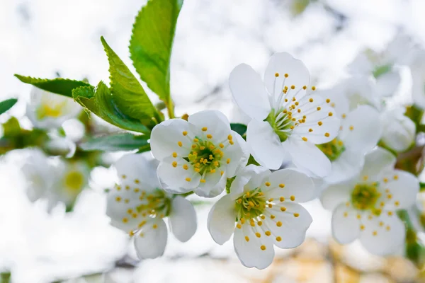 Flowering tree — Stock Photo, Image