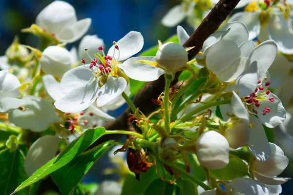 Flowering tree — Stock Photo, Image