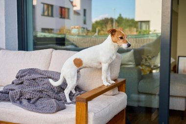Jack Russell Teriyeri evdeki terasta kanepede duruyor. Küçük köpek konutun yakınındaki bahçede dinleniyor. Evcil hayvan bakımı ve konfor kavramı