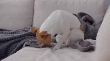 Jack Russell Terrier 'ın kanepede yatarken patisini yaladığı yakın plan. Küçük köpek kanepede dinleniyor ve patisini diliyle temizliyor. Evcil hayvan hijyeni kavramı