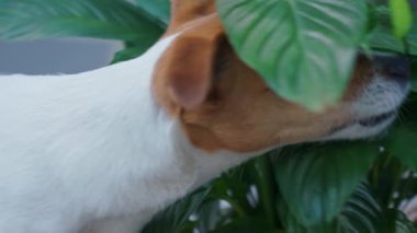 Küçük köpek yeşil bitkileri kokluyor ve ısırıyor. Evcil hayvan merakı, ev hayatı ve bitki güvenliği kavramı