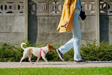 Sarı ceketli biri, güneşli bir günde kaldırım boyunca kırmızı tasmalı küçük bir köpeği gezdiriyor. Evcil hayvanıyla sabah yürüyüşünde eğlenen bir kadın. Jack Russell teriyer köpeği olan kadın bir hayvan bakıcısı.
