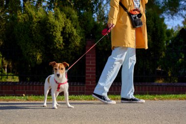 Kırmızı tasmalı küçük bir köpek ve güneşli bir günde yürürken sarı ceketli bir köpek. Yaz caddesinde Jack Russell teriyeri köpeğini gezdiren bir kadın. Hayvan bakımı, arkadaşlık ve açık hava yaşam tarzı kavramı