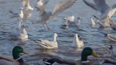 Nehir yüzeyinde yüzen martılar ve ördekler ve suyun üzerinde uçan kuşlar. Kentsel yaban hayatı kavramı, doğal yaşam alanı ve açık havada hayvan davranışları..