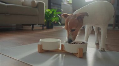 Küçük Jack Russell Terrier, beyaz seramik köpek kasesinden güneş ışığıyla yemeğin tadını çıkarıyor. Aç köpek kuru yiyecek yiyor. Evcil hayvan besleme ve hayvan bakımı konsepti