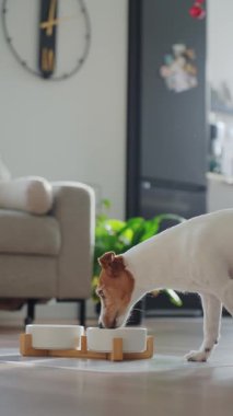 Jack Russell Terrier ev içinde yerde beyaz kaseden kuru yiyecekler yiyor. Aç köpek. Hayvan bakımı ve beslenme kavramı