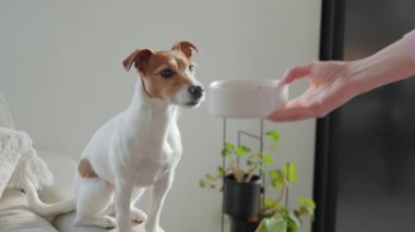 Kadınlar kanepeye köpek mamasıyla birlikte beyaz kase tutarlar. Sahibi evde evcil hayvan beslemeyi teklif ediyor. Köpek besleme ve hayvan bakımı kavramı